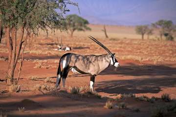 Oryxantilope