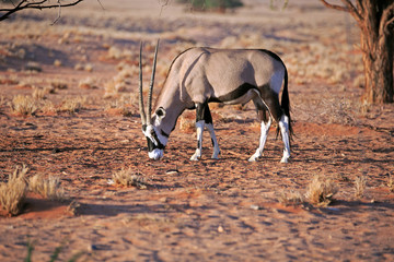 Oryxantilope