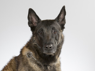 Malinois portrait. Belgian shepherd dog in a studio with white background.