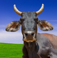 Cow isolated on white blue sky or green grass