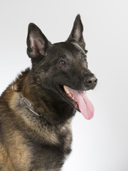 Malinois portrait. Belgian shepherd dog in a studio with white background.