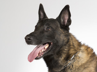 Malinois portrait. Belgian shepherd dog in a studio with white background.