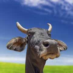 Cow isolated on white blue sky or green grass