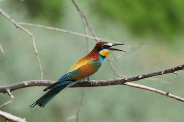 European bee-eater sits on a dry branch near its burrow during the breeding season.