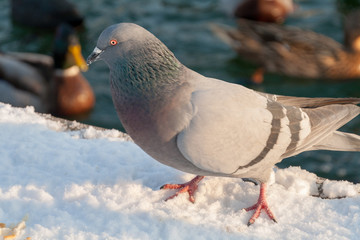 Tauben
