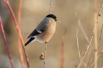 Female of eurasian bullfinch is eating breakfast under the morning winter sun.