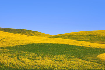 Rapeseed fields in Palouse washington  Rapeseed fields in Palouse washington