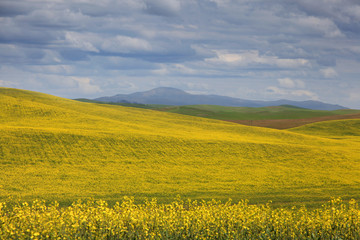 Rapeseed fields in Palouse washington  Rapeseed fields in Palouse washington