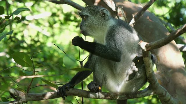 Syke's monkey (Cercopithecus mitis ssp. albogularis) in Jozani Forest on island of Zanzibar, Tanzania, Africa. Close up of feeding on leaves and fruits.