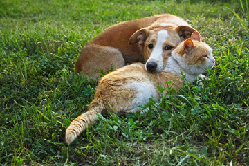 Dog and cat lie together - 196545832
