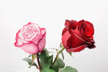 Beautiful fresh roses, isolated on white background