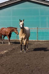 brown and white horses on a paddock when sun shines