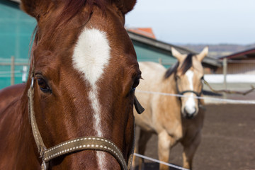 brown and white horses on a paddock when sun shines