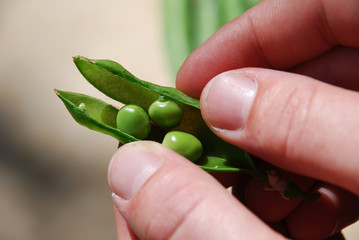 Opening a Pea Pod Horizontal