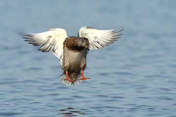 Mallard duck beautifully colored bird in flight in the Polish sky