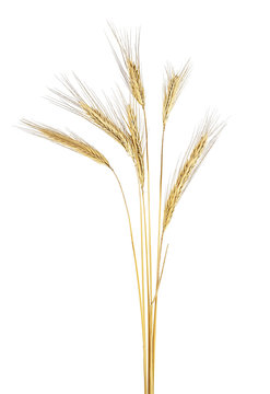 Ears of rye isolated on a white background