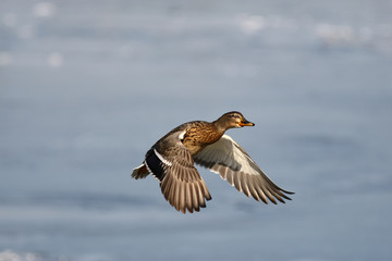 Mallard duck beautifully colored bird in flight in the Polish sky