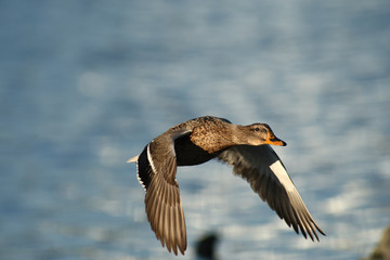 Mallard duck beautifully colored bird in flight in the Polish sky © zmija5