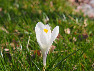 Beautiful Crocus 'Jeanne d'Arc' 
