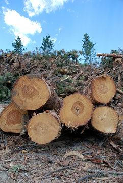 Logging in the Black Hills, South Dakota