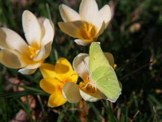 Obraz premium Crocus 'Cream Beauty' and common brimstone (Gonepteryx rhamni)
