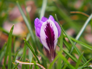 Crocus 'Spring Beauty'