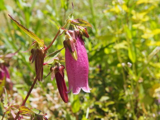 Campanula punctata 'Drachenblut' - spotted bellflower