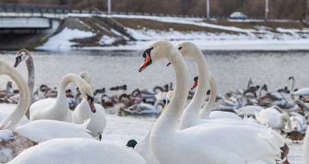 Obraz premium лебеди на озере весной