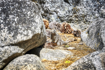 Squirrel holds a wrapper left by a tourist in Yosemite National Park, California, USA.