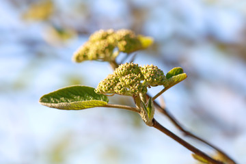 Close up shot of Spring bloom