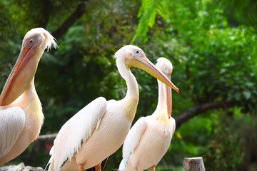 Close up shot of Great white Pelicans