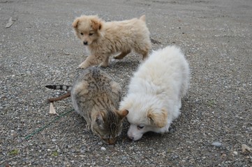 two little puppies and a cat
