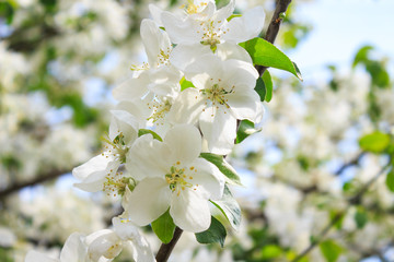 Blooming apple or cherry tree. Spring flowering in the garden