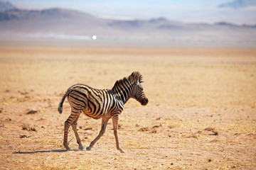 Fototapeta na wymiar Baby Zebra