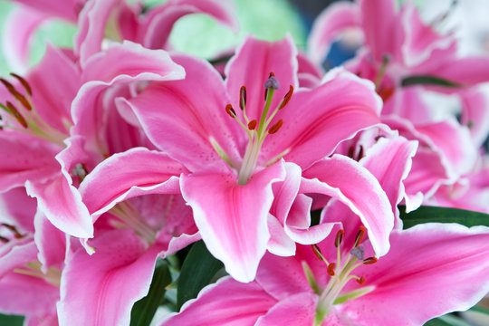 OT lily Marlon