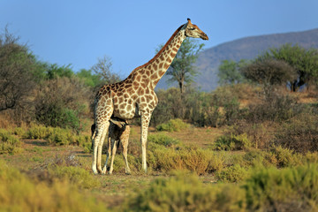 Giraffenfamilie
