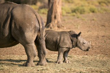 Breitmaulnashorn