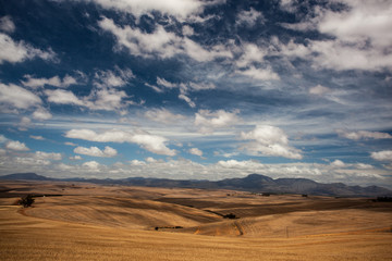 South African Landscape in the Western Cape Province - harvested Crop Fields in dramatic Light on a Day with scattered Clouds against blue Sky