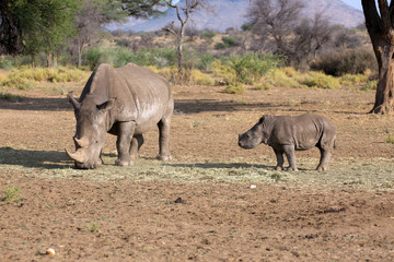 Fototapeta premium Breitmaulnashorn