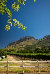 Tuinposter Beautiful Landscape in Stellenbosch, South Africa, with Mountains, and Rows of Wine in Vineyards on a sunny Day with blue Sky © christianthiel.net