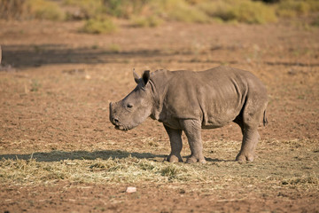 Fototapeta premium Baby Nashorn