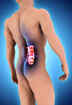 3D illustration of Sacral Spine, medical concept.