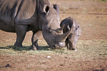 Obraz premium Breitmaulnashorn