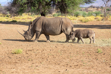 Fototapeta premium Breitmaulnashorn