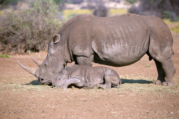 Breitmaulnashorn