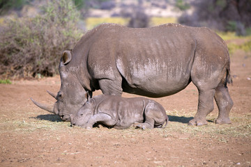 Fototapeta premium Breitmaulnashorn