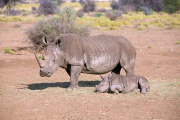 Breitmaulnashorn