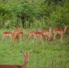 Naklejka na ściany i meble A Group of young Impalas in Kruger National Park, South Africa
