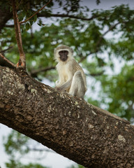 Obraz premium Portrait of a Vervet Monkey sitting in a Tree in Kruger National Park, South Africa