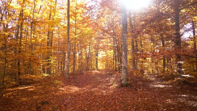 Moving shot of a red forest in autumn